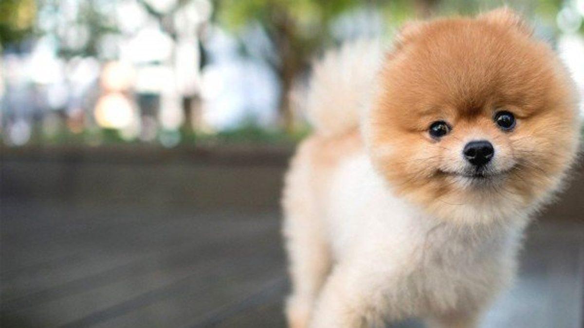 Bir Dönem Kızak Köpeği Olarak Kullanılmışlar: Pomeranian Irkı Köpekler Hakkında 9 Bilimsel Gerçek