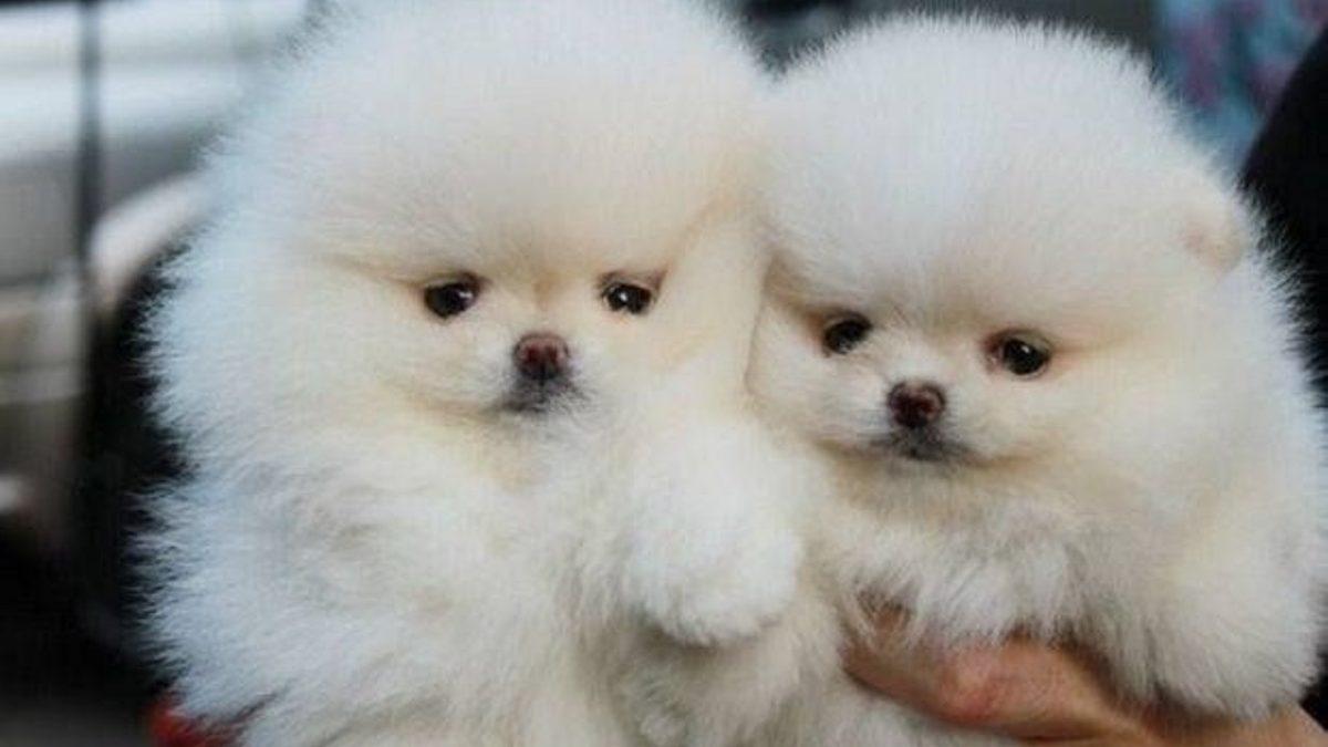 Bir Dönem Kızak Köpeği Olarak Kullanılmışlar: Pomeranian Irkı Köpekler Hakkında 9 Bilimsel Gerçek