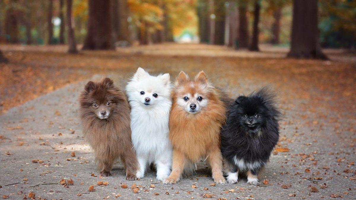 Bir Dönem Kızak Köpeği Olarak Kullanılmışlar: Pomeranian Irkı Köpekler Hakkında 9 Bilimsel Gerçek