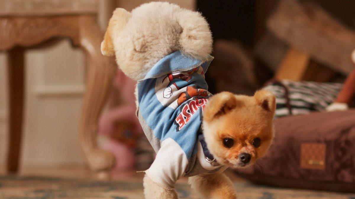 Bir Dönem Kızak Köpeği Olarak Kullanılmışlar: Pomeranian Irkı Köpekler Hakkında 9 Bilimsel Gerçek