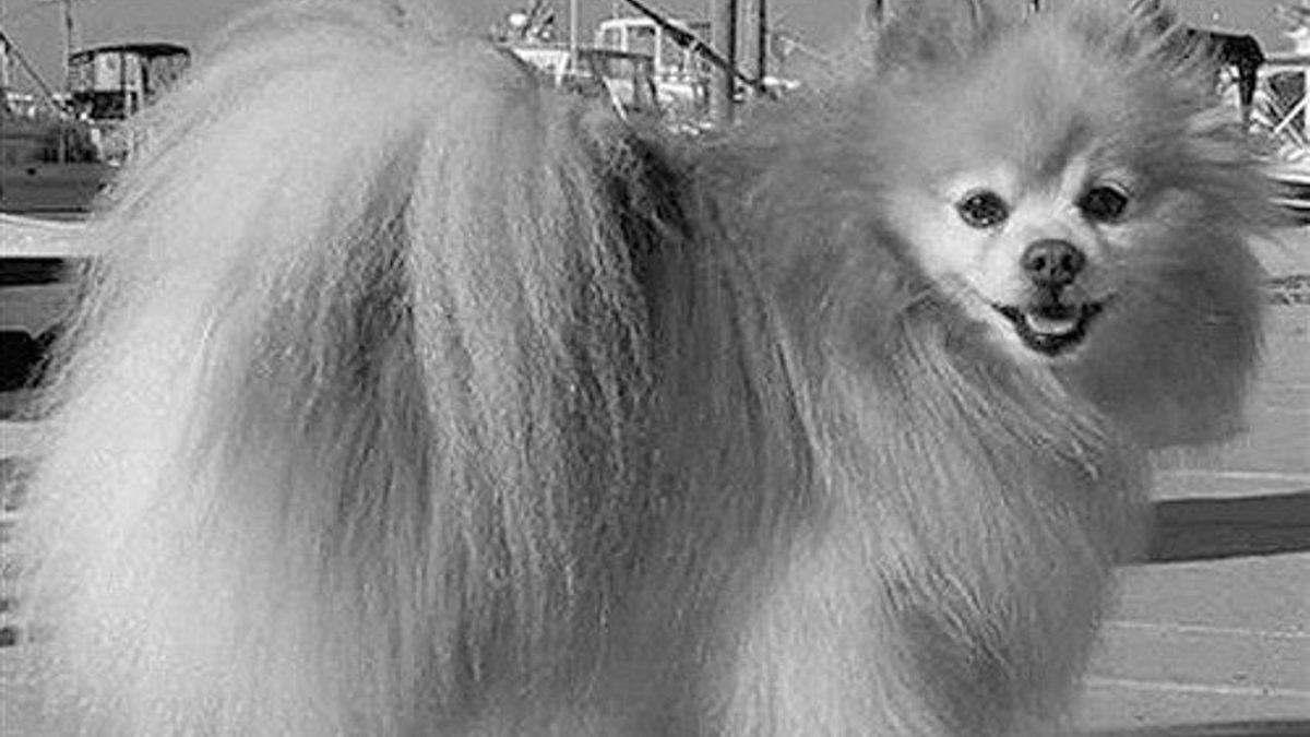 Bir Dönem Kızak Köpeği Olarak Kullanılmışlar: Pomeranian Irkı Köpekler Hakkında 9 Bilimsel Gerçek