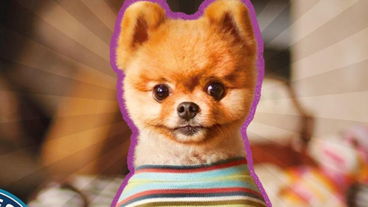 Bir Dönem Kızak Köpeği Olarak Kullanılmışlar: Pomeranian Irkı Köpekler Hakkında 9 Bilimsel Gerçek