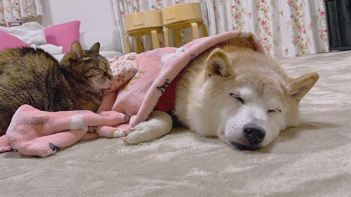 Dogecoin Logosuna İlham Olan Köpek ’Kabosu’, Kansere Yakalandı