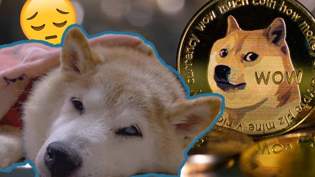 Dogecoin Logosuna İlham Olan Köpek ’Kabosu’, Kansere Yakalandı