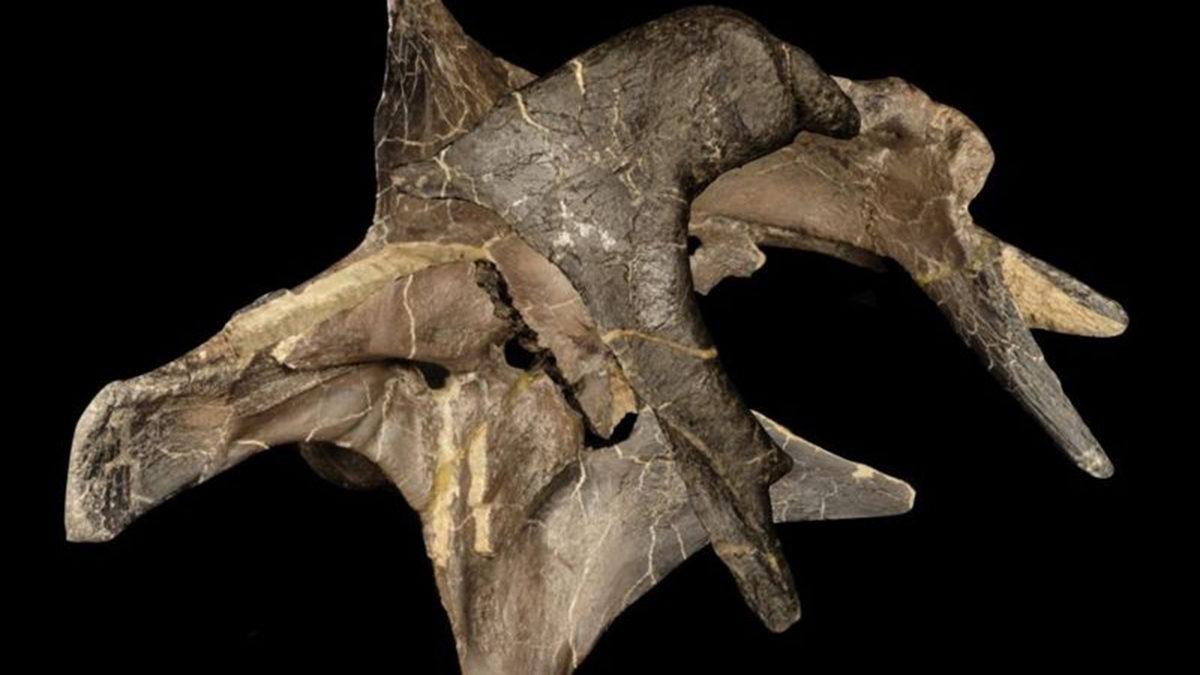 İngiltere’de Devasa Boyutlara Sahip İki Yeni Dinozor Türü Keşfedildi