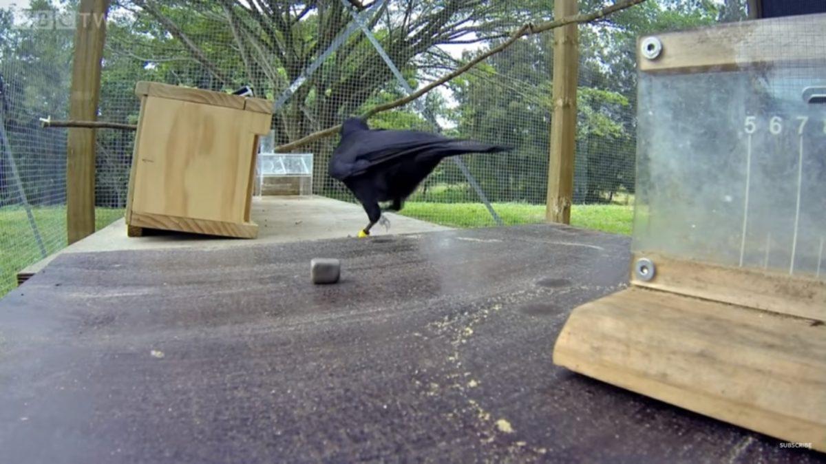 Dedikodudan Kin Tutmaya: Kargalar Hakkında Duyunca Şaşırıp Zekasına Hayran Kalacağınız 8 Gerçek