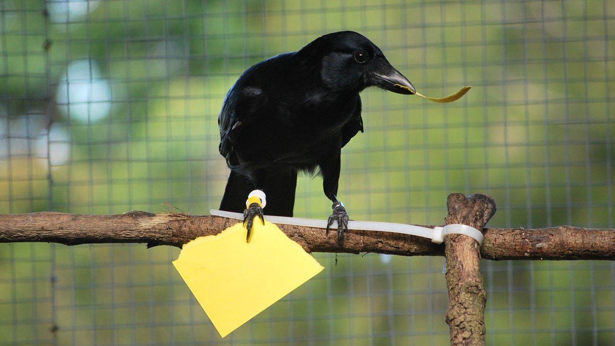 Dedikodudan Kin Tutmaya: Kargalar Hakkında Duyunca Şaşırıp Zekasına Hayran Kalacağınız 8 Gerçek