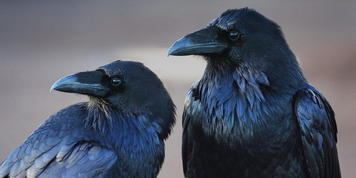 Dedikodudan Kin Tutmaya: Kargalar Hakkında Duyunca Şaşırıp Zekasına Hayran Kalacağınız 8 Gerçek