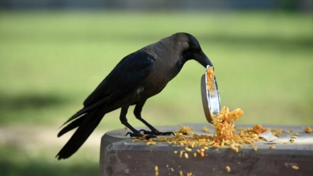 Dedikodudan Kin Tutmaya: Kargalar Hakkında Duyunca Şaşırıp Zekasına Hayran Kalacağınız 8 Gerçek