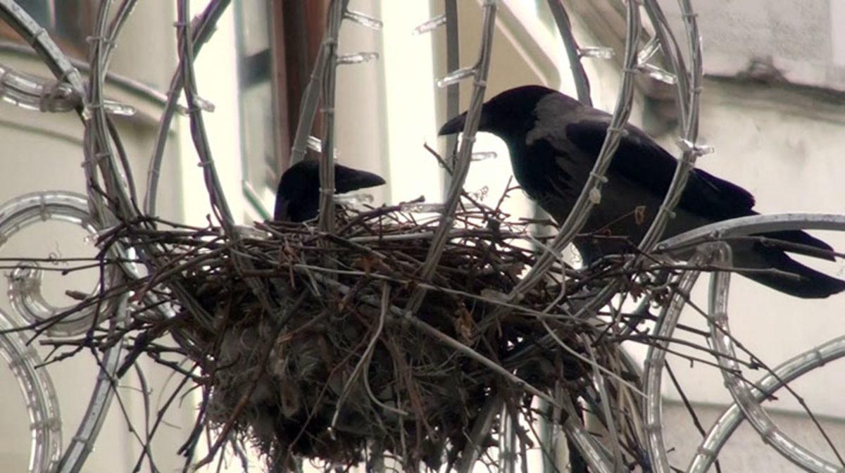 Dedikodudan Kin Tutmaya: Kargalar Hakkında Duyunca Şaşırıp Zekasına Hayran Kalacağınız 8 Gerçek