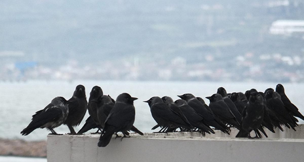 Dedikodudan Kin Tutmaya: Kargalar Hakkında Duyunca Şaşırıp Zekasına Hayran Kalacağınız 8 Gerçek