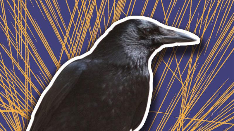 Dedikodudan Kin Tutmaya: Kargalar Hakkında Duyunca Şaşırıp Zekasına Hayran Kalacağınız 8 Gerçek