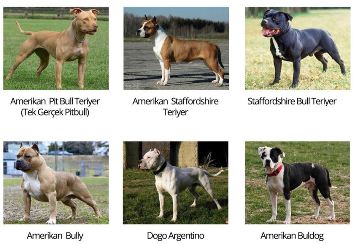Yine Acımasız Bir Saldırıyla Gündem Olan Pitbull’ların Bu Kadar Saldırgan Olmalarının Altta Yatan Sebepleri Neler?