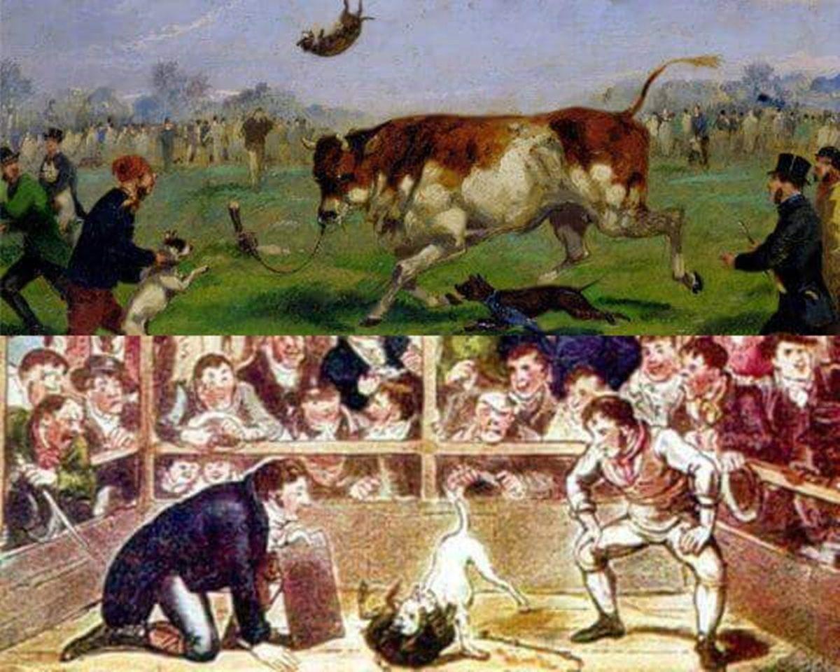 Yine Acımasız Bir Saldırıyla Gündem Olan Pitbull’ların Bu Kadar Saldırgan Olmalarının Altta Yatan Sebepleri Neler?