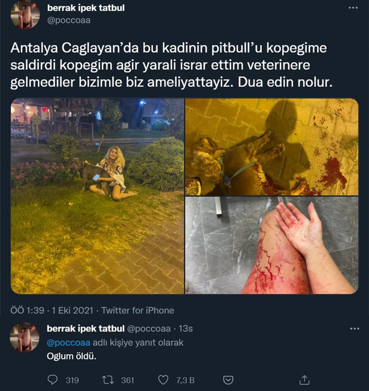 Yine Acımasız Bir Saldırıyla Gündem Olan Pitbull’ların Bu Kadar Saldırgan Olmalarının Altta Yatan Sebepleri Neler?