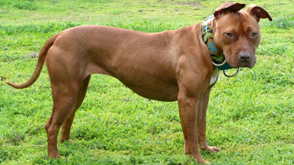 Yine Acımasız Bir Saldırıyla Gündem Olan Pitbull’ların Bu Kadar Saldırgan Olmalarının Altta Yatan Sebepleri Neler?