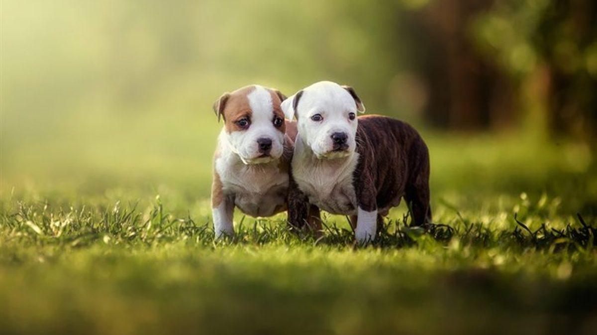 Yine Acımasız Bir Saldırıyla Gündem Olan Pitbull’ların Bu Kadar Saldırgan Olmalarının Altta Yatan Sebepleri Neler?
