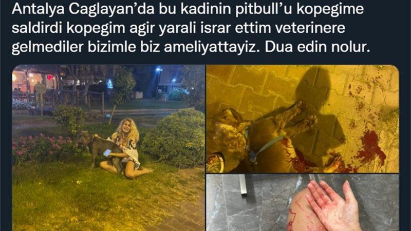 Yine Acımasız Bir Saldırıyla Gündem Olan Pitbull’ların Bu Kadar Saldırgan Olmalarının Altta Yatan Sebepleri Neler?