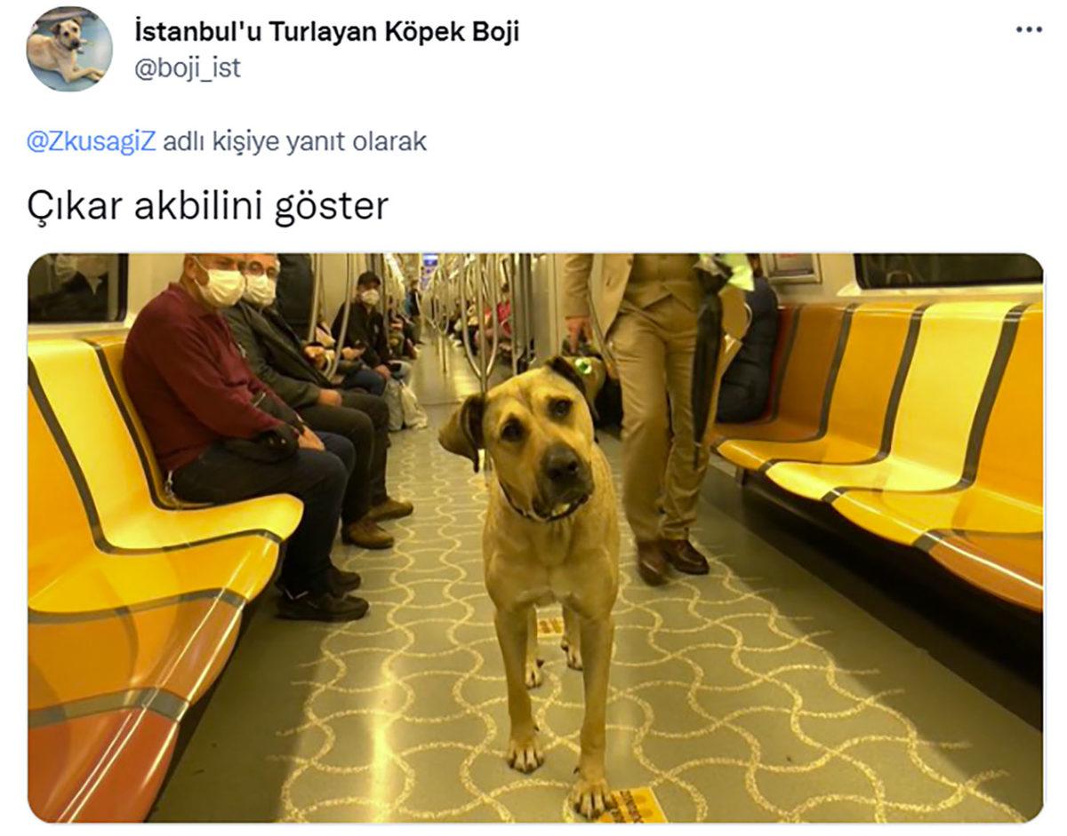 Özgür Ruhlu Hayvan Dostumuz Boji, İstanbul Seyahatine Devam Ediyor: Bir Günde 29 Durak Gezdi