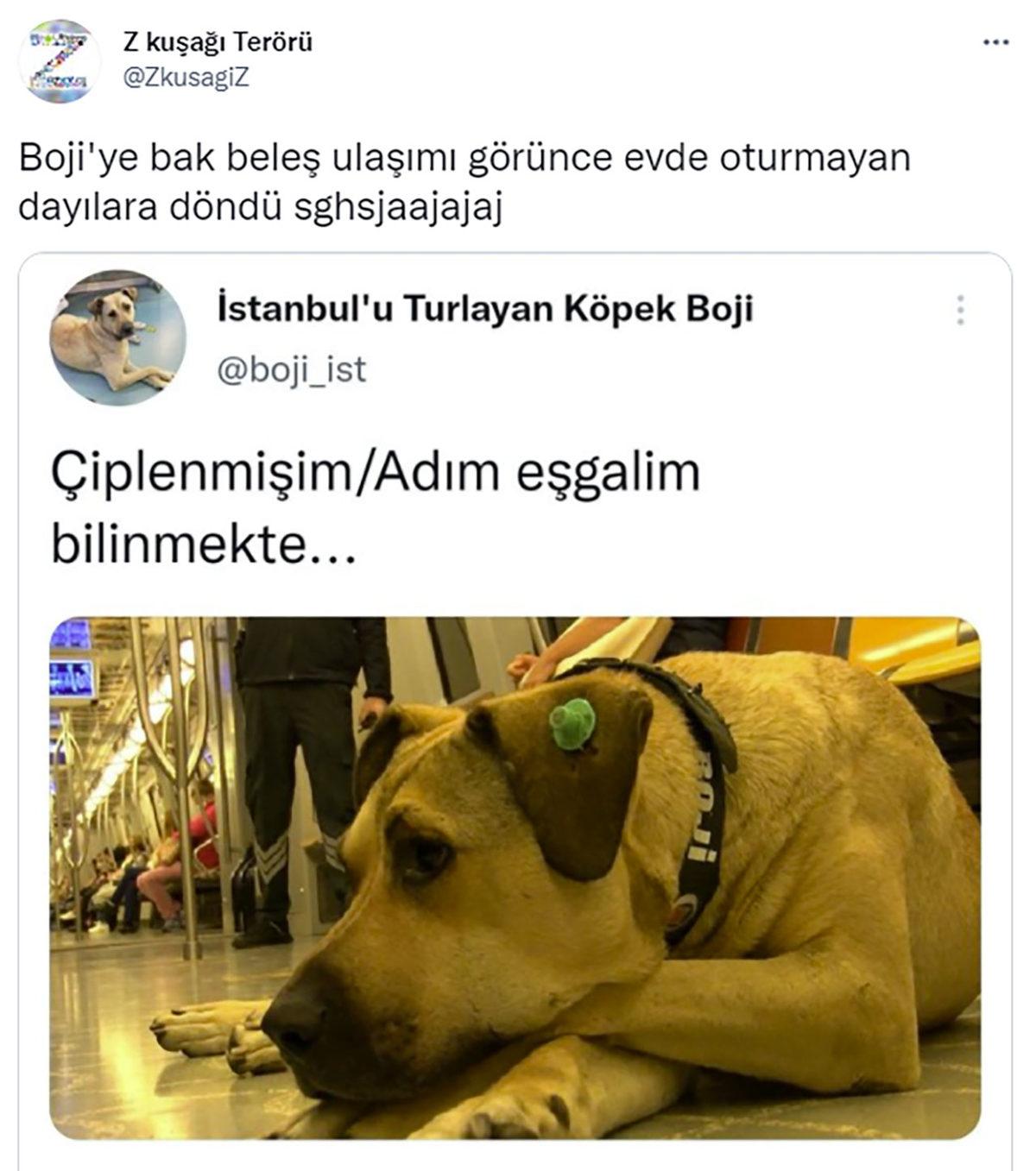 Özgür Ruhlu Hayvan Dostumuz Boji, İstanbul Seyahatine Devam Ediyor: Bir Günde 29 Durak Gezdi