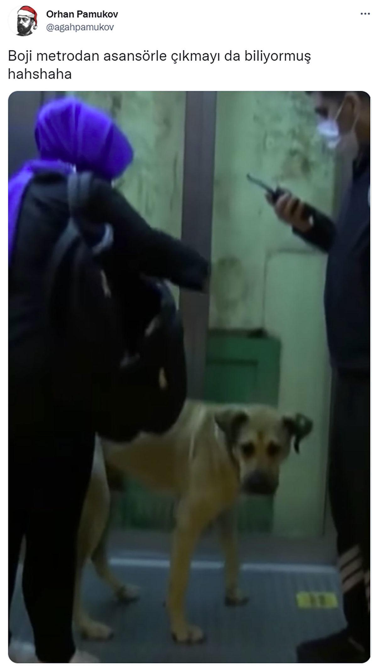 Özgür Ruhlu Hayvan Dostumuz Boji, İstanbul Seyahatine Devam Ediyor: Bir Günde 29 Durak Gezdi