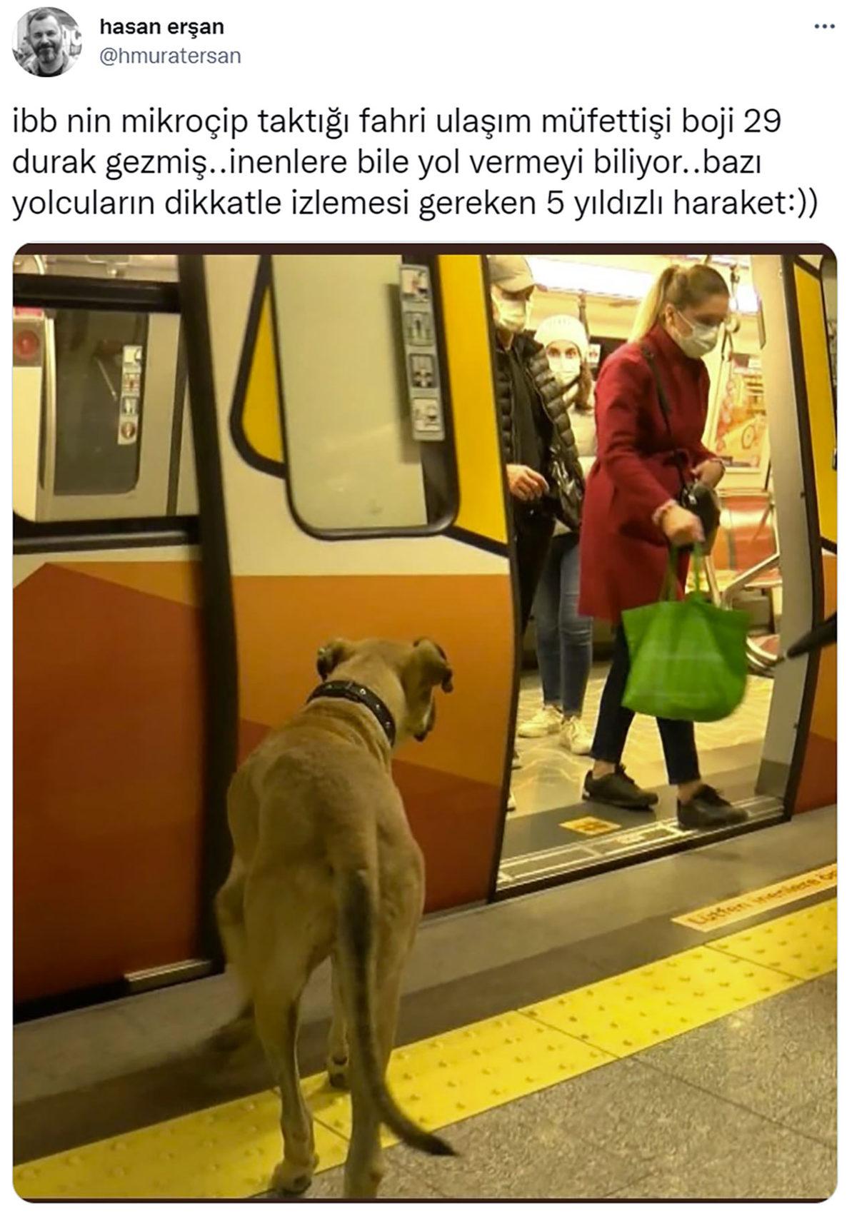 Özgür Ruhlu Hayvan Dostumuz Boji, İstanbul Seyahatine Devam Ediyor: Bir Günde 29 Durak Gezdi