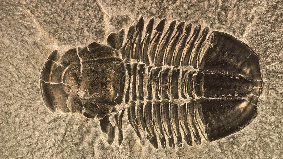 390 Milyon Yıllık Bir Fosilin Gözlerinde ’Bir Sürü Küçük Göz’ Olduğu Ortaya Çıktı