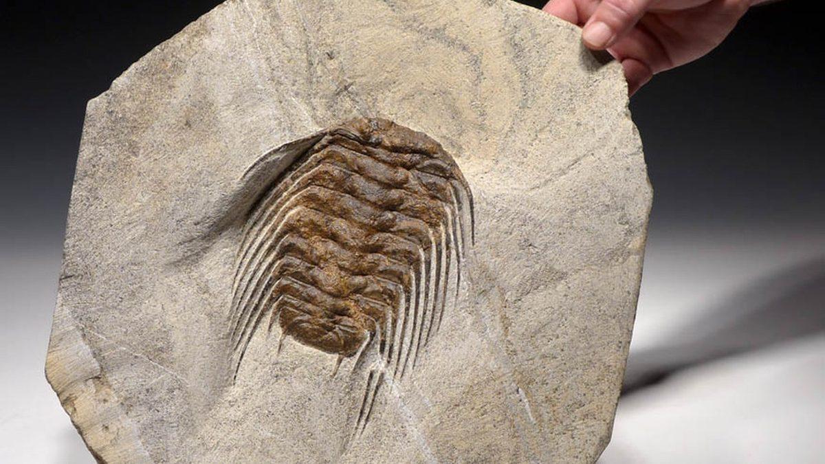 390 Milyon Yıllık Bir Fosilin Gözlerinde ’Bir Sürü Küçük Göz’ Olduğu Ortaya Çıktı