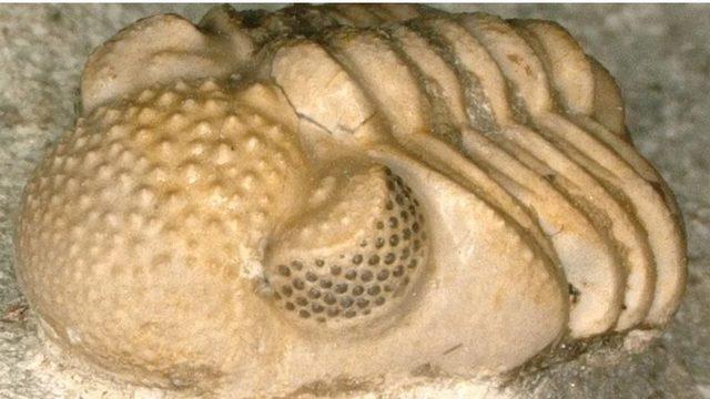 390 Milyon Yıllık Bir Fosilin Gözlerinde ’Bir Sürü Küçük Göz’ Olduğu Ortaya Çıktı