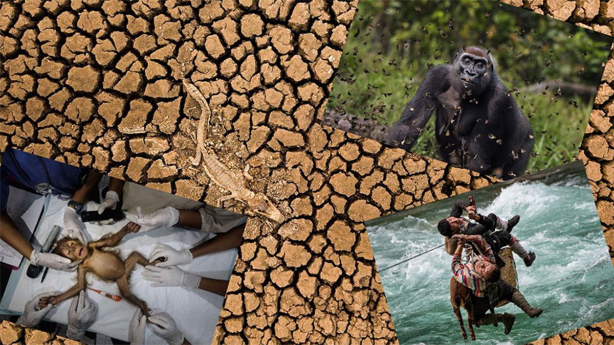 Doğa Koruma Vakfı’nın 100 Bin Katılım Alan Fotoğraf Yarışmasının Birincisi Belli Oldu: Dereceye Girenlerde Türk Bir Fotoğrafçı da Var