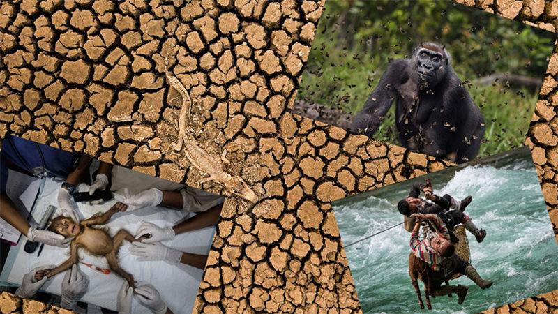 Doğa Koruma Vakfı’nın 100 Bin Katılım Alan Fotoğraf Yarışmasının Birincisi Belli Oldu: Dereceye Girenlerde Türk Bir Fotoğrafçı da Var