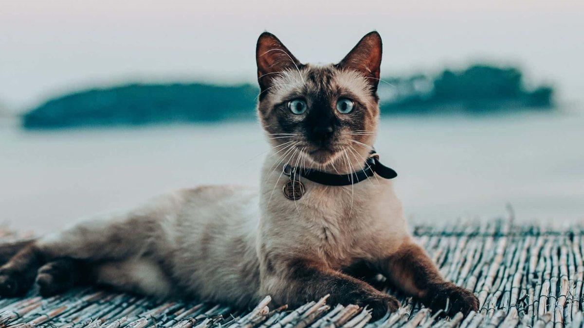 Sevimli Diye Aldığınız Cins Kediler Aslında Enseste Zorlandıkları İçin Ömürleri Hastalıklarla Geçiyor (Satın Alma, Sahiplen)