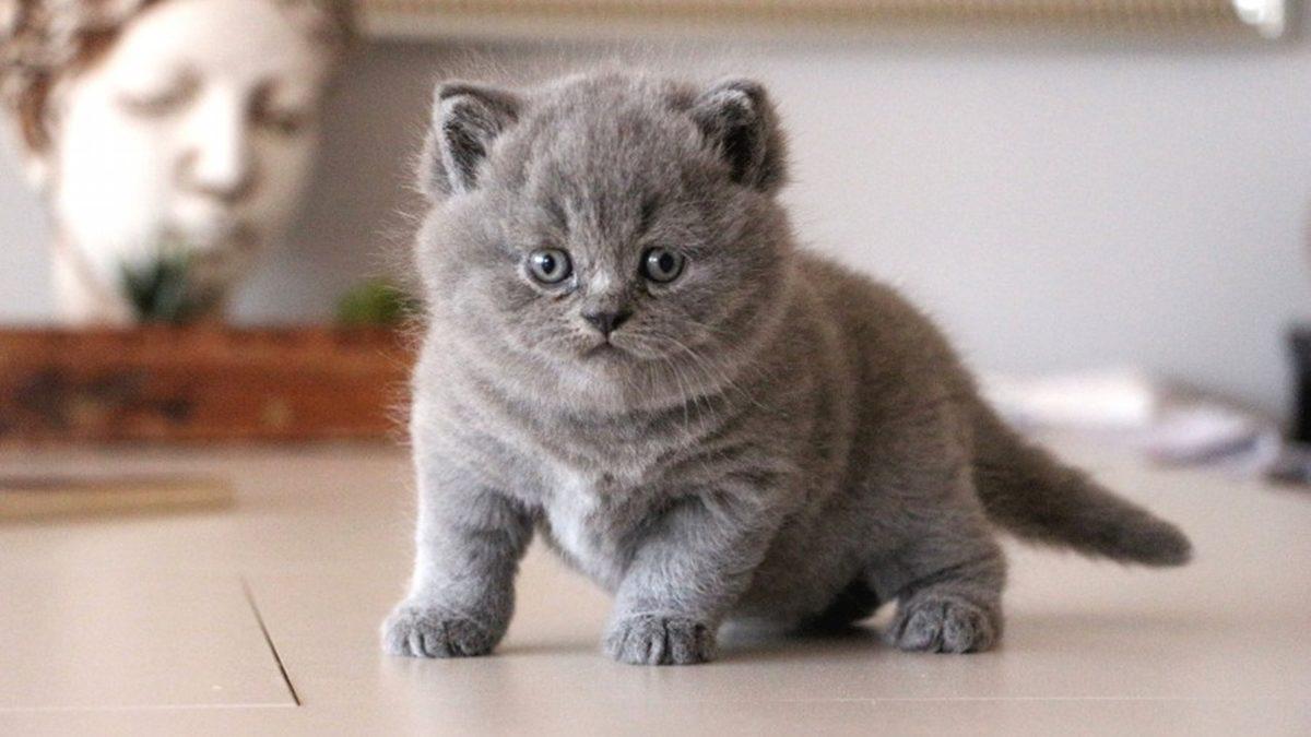 Sevimli Diye Aldığınız Cins Kediler Aslında Enseste Zorlandıkları İçin Ömürleri Hastalıklarla Geçiyor (Satın Alma, Sahiplen)