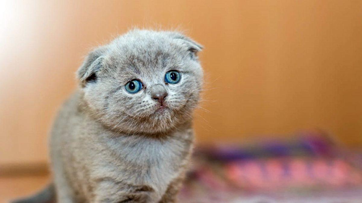 Sevimli Diye Aldığınız Cins Kediler Aslında Enseste Zorlandıkları İçin Ömürleri Hastalıklarla Geçiyor (Satın Alma, Sahiplen)