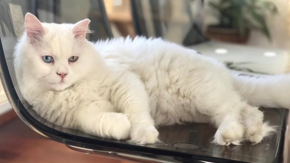 Sevimli Diye Aldığınız Cins Kediler Aslında Enseste Zorlandıkları İçin Ömürleri Hastalıklarla Geçiyor (Satın Alma, Sahiplen)