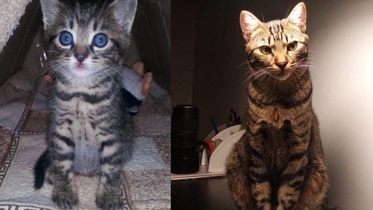 Sevimli Diye Aldığınız Cins Kediler Aslında Enseste Zorlandıkları İçin Ömürleri Hastalıklarla Geçiyor (Satın Alma, Sahiplen)