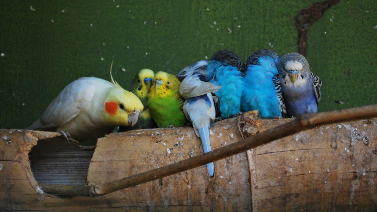 Muhabbet Kuşları ve Papağanlarda En Sık Görülen Rahatsızlıklar: Depresyona Bile Girebiliyorlar!