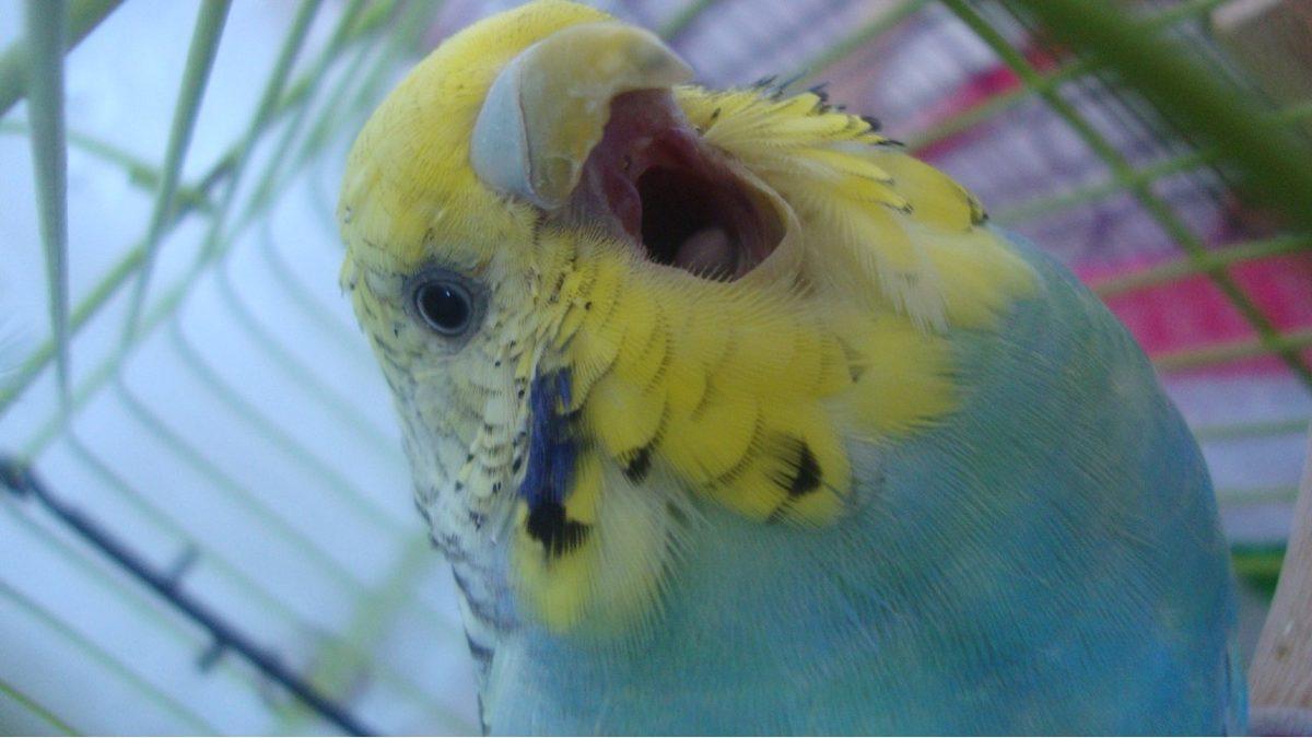 Muhabbet Kuşları ve Papağanlarda En Sık Görülen Rahatsızlıklar: Depresyona Bile Girebiliyorlar!