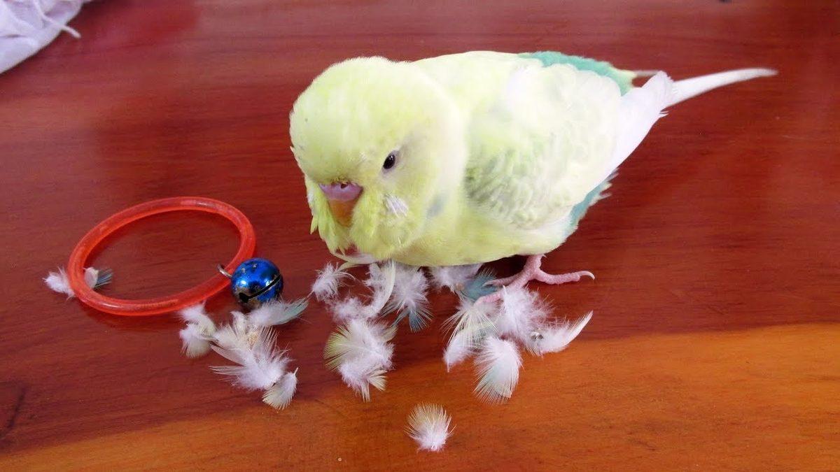 Muhabbet Kuşları ve Papağanlarda En Sık Görülen Rahatsızlıklar: Depresyona Bile Girebiliyorlar!