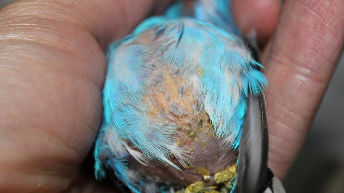 Muhabbet Kuşları ve Papağanlarda En Sık Görülen Rahatsızlıklar: Depresyona Bile Girebiliyorlar!