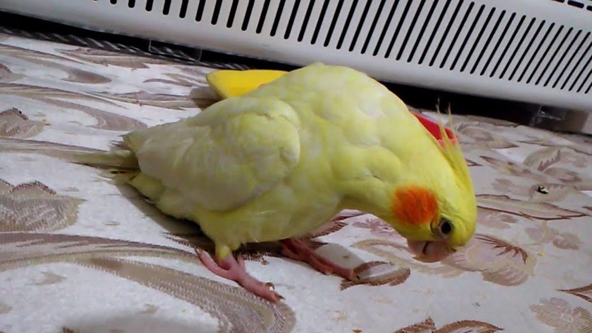 Muhabbet Kuşları ve Papağanlarda En Sık Görülen Rahatsızlıklar: Depresyona Bile Girebiliyorlar!