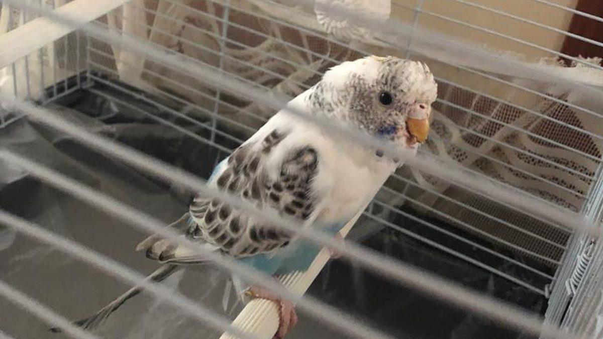 Muhabbet Kuşları ve Papağanlarda En Sık Görülen Rahatsızlıklar: Depresyona Bile Girebiliyorlar!