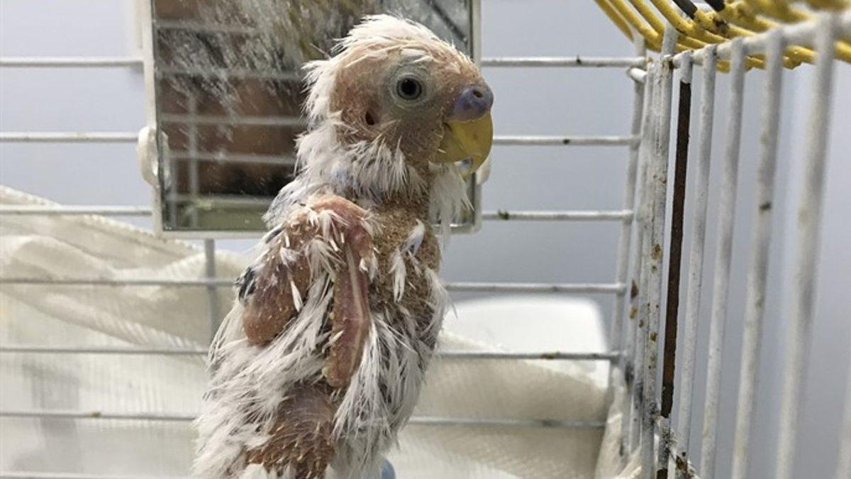 Muhabbet Kuşları ve Papağanlarda En Sık Görülen Rahatsızlıklar: Depresyona Bile Girebiliyorlar!