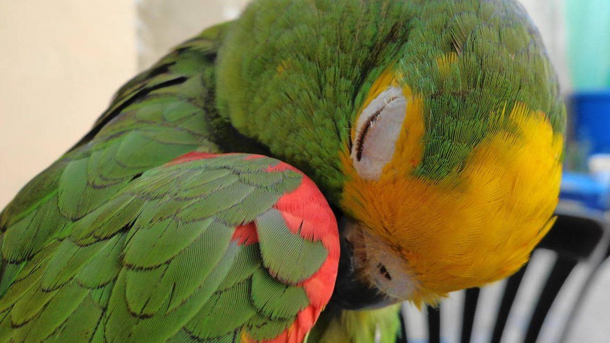 Muhabbet Kuşları ve Papağanlarda En Sık Görülen Rahatsızlıklar: Depresyona Bile Girebiliyorlar!