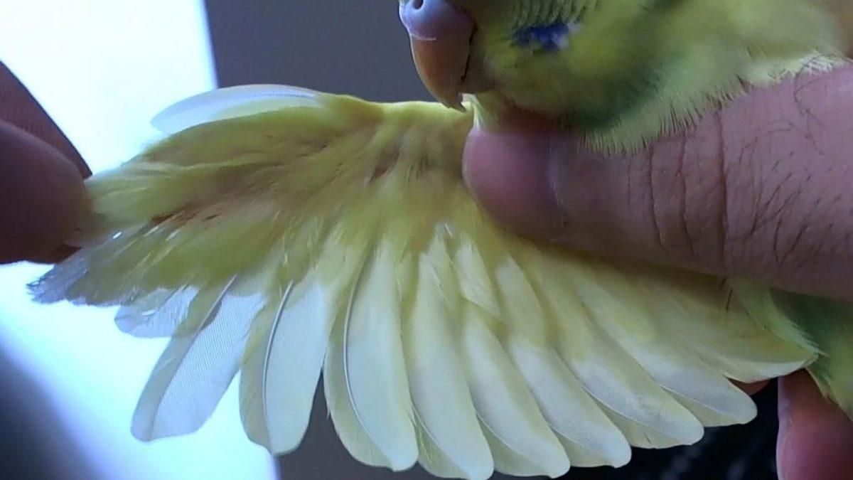 Muhabbet Kuşları ve Papağanlarda En Sık Görülen Rahatsızlıklar: Depresyona Bile Girebiliyorlar!