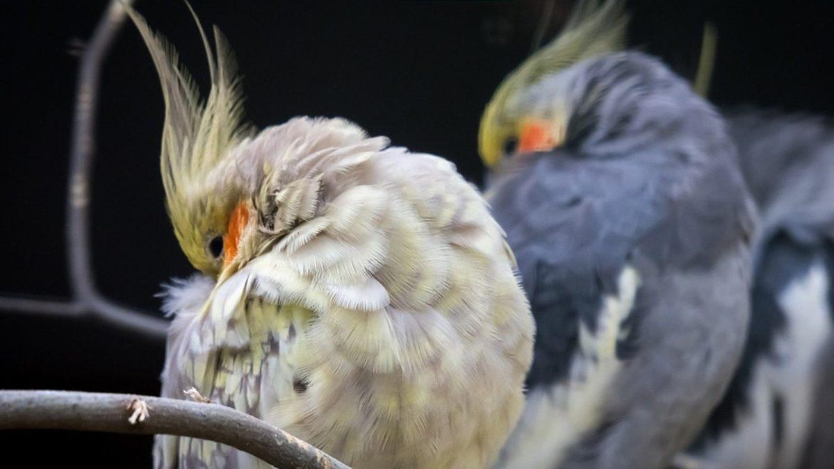 Muhabbet Kuşları ve Papağanlarda En Sık Görülen Rahatsızlıklar: Depresyona Bile Girebiliyorlar!