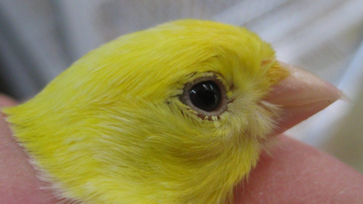 Muhabbet Kuşları ve Papağanlarda En Sık Görülen Rahatsızlıklar: Depresyona Bile Girebiliyorlar!