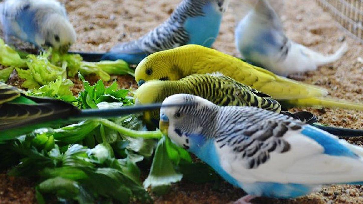 Muhabbet Kuşları ve Papağanlarda En Sık Görülen Rahatsızlıklar: Depresyona Bile Girebiliyorlar!