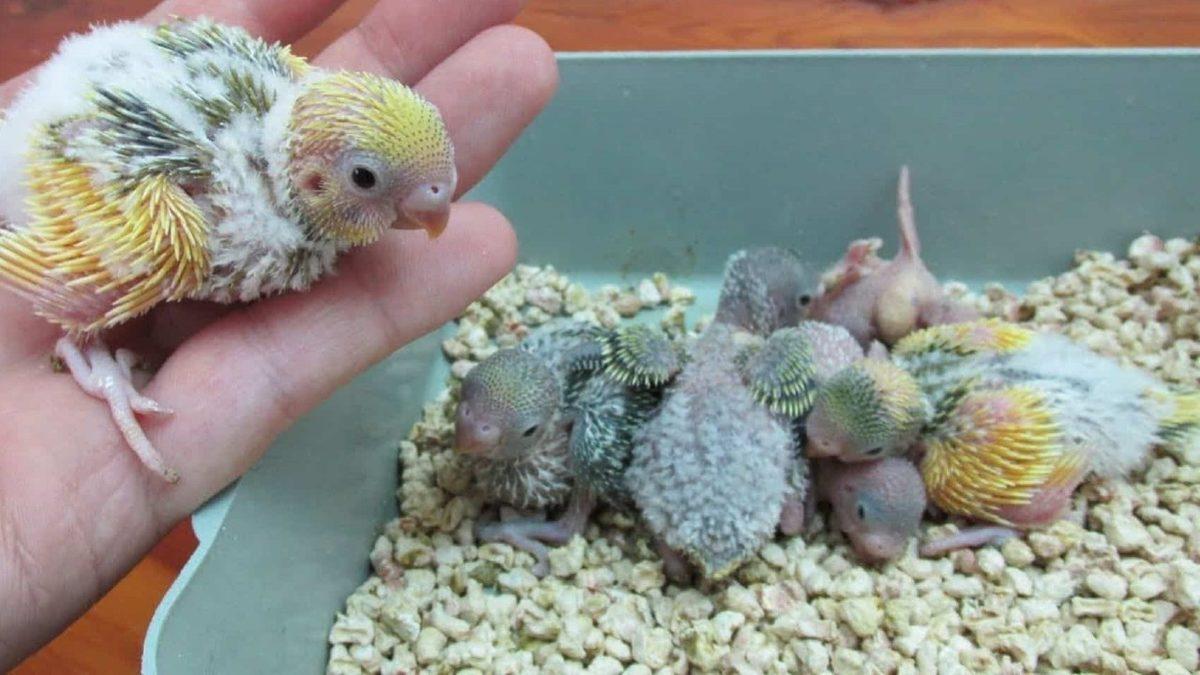 Muhabbet Kuşları ve Papağanlarda En Sık Görülen Rahatsızlıklar: Depresyona Bile Girebiliyorlar!