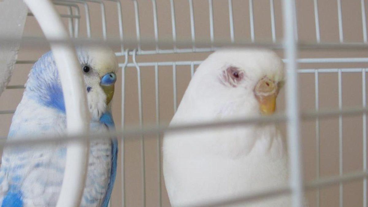 Muhabbet Kuşları ve Papağanlarda En Sık Görülen Rahatsızlıklar: Depresyona Bile Girebiliyorlar!